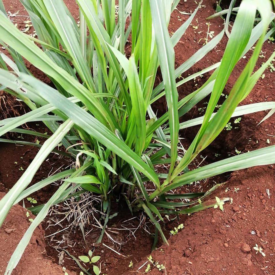 The Presence and Impact of Super Napier Pakchong 1 in Kenya