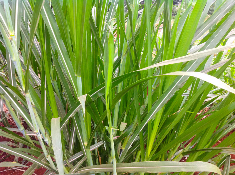 The clear path towards affordable fodder in Kenya.